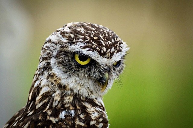 THE OWL: THE RESERVED, MORAL, LOGICAL PERSONALITY.