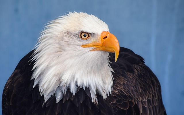 Meet the Eagle: Tick’s sharp bird type